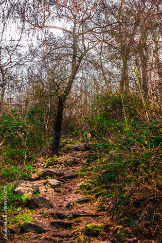 Dense forest thicket with slender trees and green undergrowth
