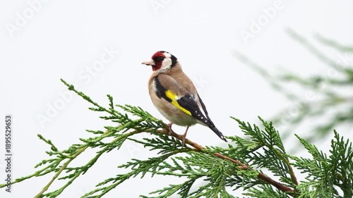 Wallpaper Mural An adult European goldfinch or simply the goldfinch (Carduelis carduelis) inspecting its surroundings while sitting on a branch of a conifer Torontodigital.ca