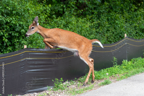 A White-Tailed Deer Jumping Over A Fabric Barricade Along The Fox River Trail In De Pere, Wisconsin