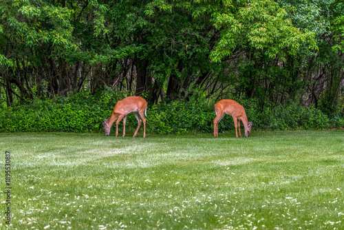 A Buck And Doe White-Tailed Deer Feeding In An Urban Area In Summer In Wisconsin