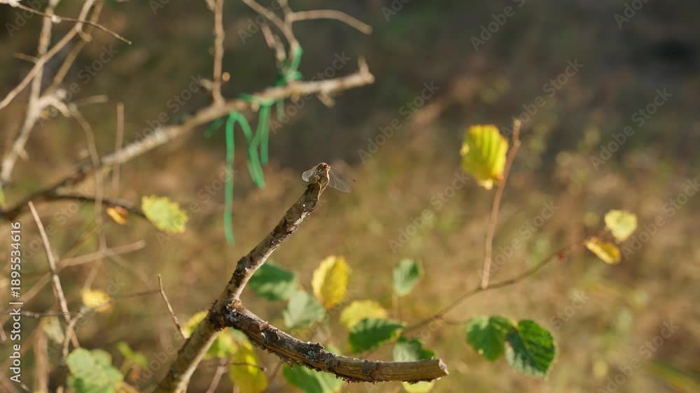 custom made wallpaper toronto digitalDragonfly sitting on a tree branch. Dragonfly concept.