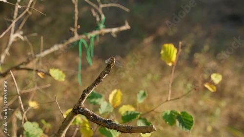 Wallpaper Mural Dragonfly sitting on a tree branch. Dragonfly concept. Torontodigital.ca