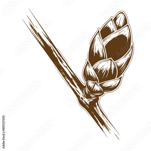 Vintage Grunge texture Artichoke flower on a stem with leaves  illustration of a vegetable from the thistle family  used as food