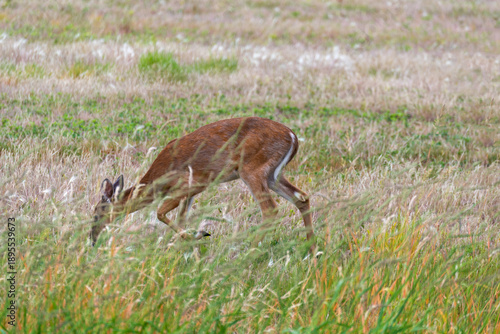 An Urban White-tailed Deer Feeding In A Field In Summer In Wisconsin
