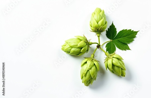 Wallpaper Mural Four green hop cones branch with leaf lies on white surface. Ingredient for beer brewing agriculture. Natural plant part for craft beverage. Torontodigital.ca