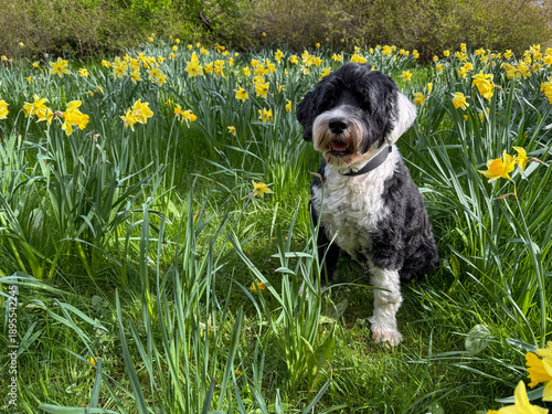 Portuguese Water Dog in the daffodil garden