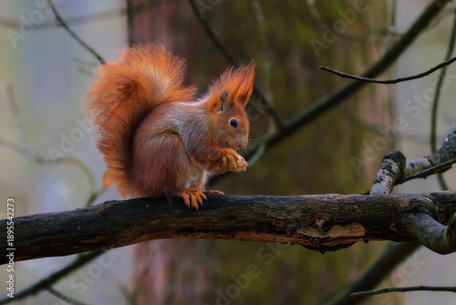 Wallpaper Mural Red squirrel (Sciurus vulgaris) feeding on tree branch in forest, detailed wildlife portrait with soft background, natural light, autumn mood and clean copy space. Torontodigital.ca