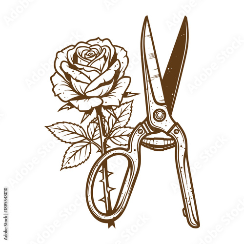 Vintage Grunge texture Scissors and a rose with leaves on white background for gardening or floral design concepts