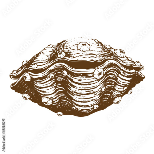 Vintage Grunge texture a drawing of a clam shell with a detailed surface  commonly used as a symbol for seafood and ocean related concepts