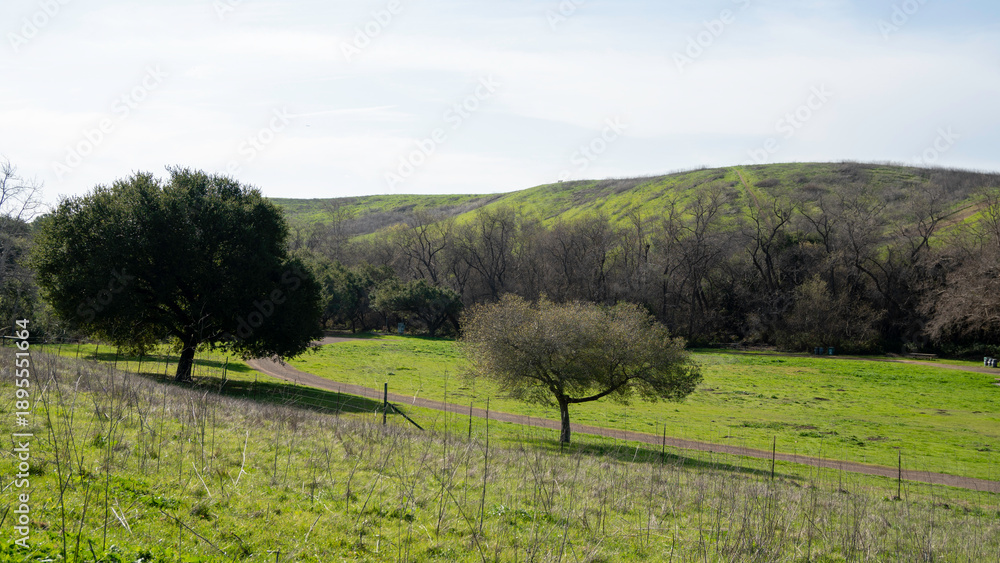Fototapeta premium Hiking the scenic High Ridge Loop Trail in Garin Regional Park, offering spectacular views across the lush green rolling hills and out to the San Francisco Bay and surrounding areas.