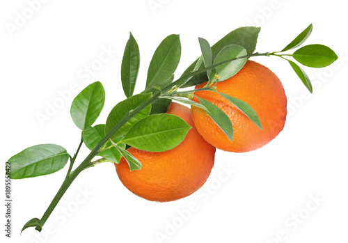 Citrus plant branch with oranges and green leaves isolated on white