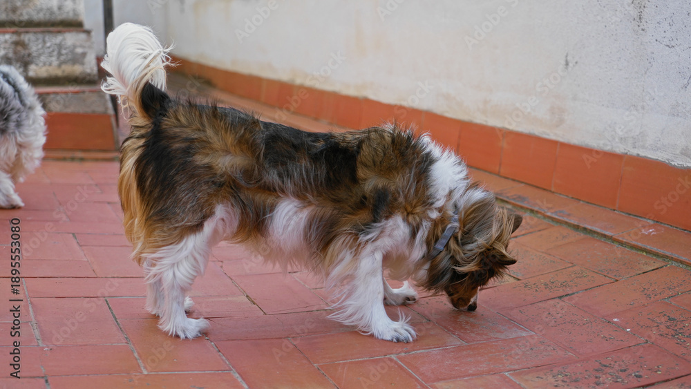 Obraz premium Dog with fur blowing stands on a terrace as wind sweeps across the outdoor area of a building, creating a lively and dynamic scene.