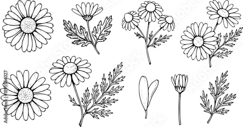 Chamomile hand drawn black paint vector set. Ink drawing flowers and leaves, monochrome artistic botanical illustration
