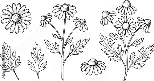 Chamomile hand drawn black paint vector set. Ink drawing flowers and leaves, monochrome artistic botanical illustration