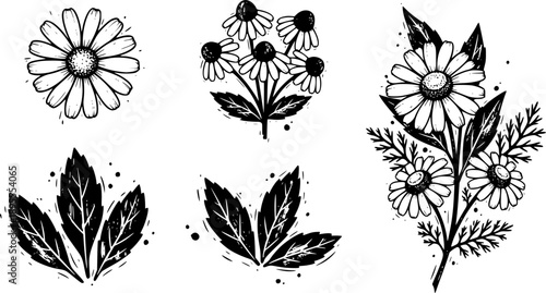 Chamomile hand drawn black paint vector set. Ink drawing flowers and leaves, monochrome artistic botanical illustration