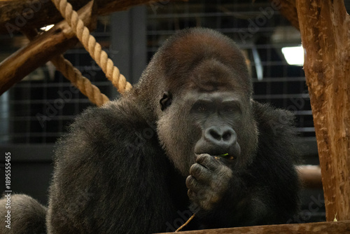 Thoughtful silver back gorilla