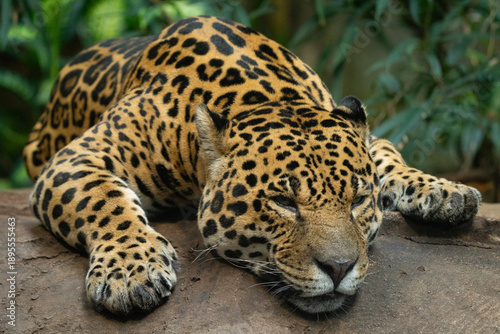 jaguar in zoo resting on log