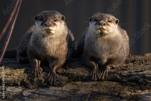 Pair of otters looking our at the world
