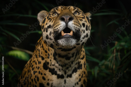 jaguar in zoo looking into light