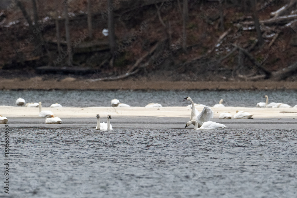 Obraz premium Group of Swans on a Calm Lake, Some Feeding and Resting Near Shore