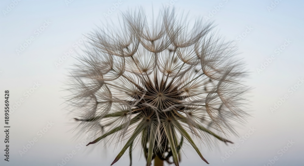 Fototapeta premium A close-up of a delicate dandelion seedhead with fine, wispy structures radiating from the center. The intricate seed dispersal mechanism is captured against a soft, blurred background.