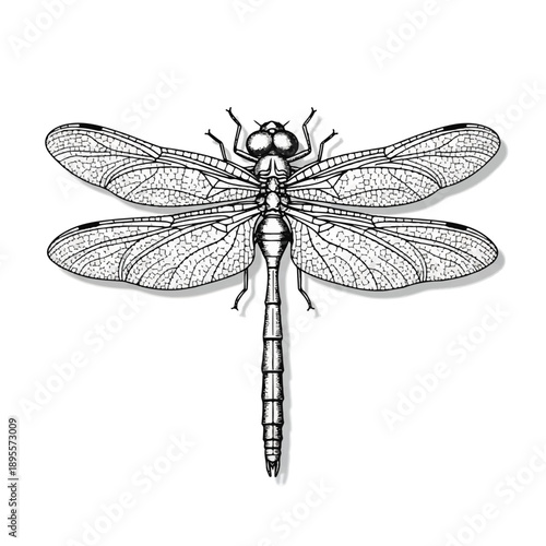 Depicting a Symmetrical Dragonfly with Detailed Wings in White Line Art