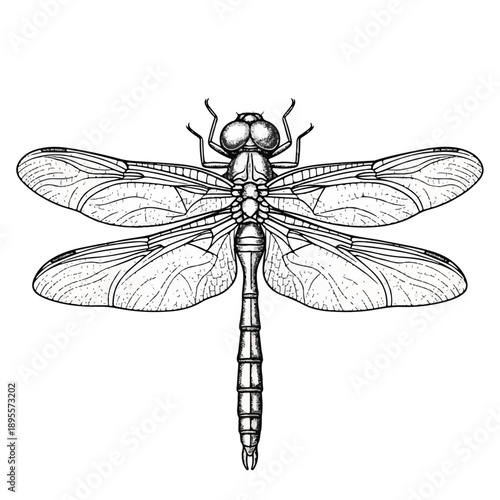 Detailed Black-White Line Drawing of Dragonfly from Top-Down View Highlighting Intricate Anatomy