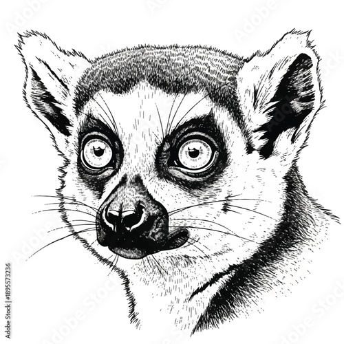 Curious lemur face with wide eyes, perked ears, long whiskers in black-and-white sketch