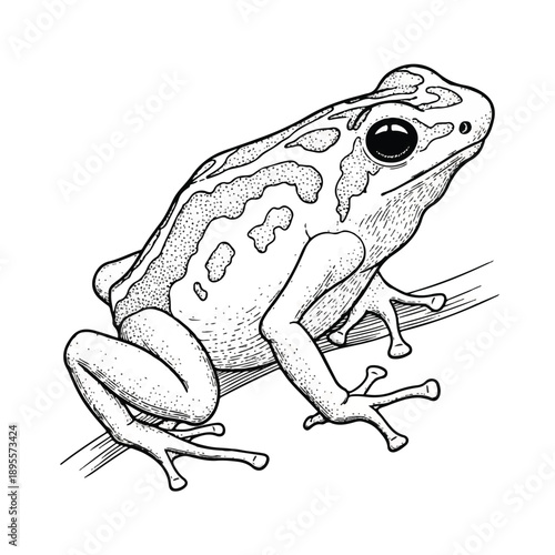 Cartoon Frog Illustration Facing Right with Spot Pattern on Plain White Background