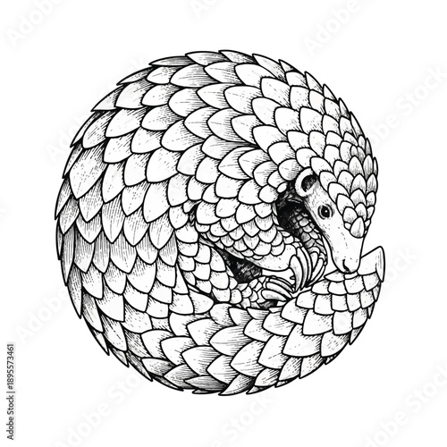 Illustrated pangolin curled in spiraling scales, black and white, serene portrait from right-side view