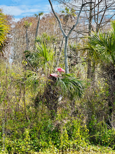 A pink Roseate Spoonbill building a nest at the Orlando Wetlands