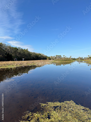The Orlando Wetlands landscape a swamp  conservation area in Orlando, Florida.