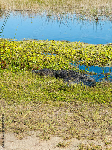 An Alligator sunning itself on the walking path at the Orlando Wetlands