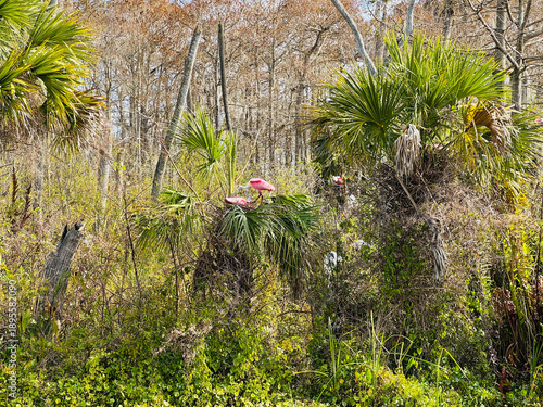 A pink Roseate Spoonbill building a nest at the Orlando Wetlands