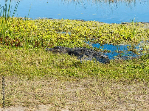 An Alligator sunning itself on the walking path at the Orlando Wetlands
