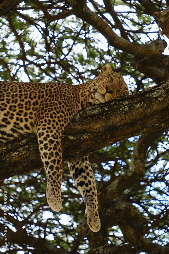 Obraz premium Leopard sleeping