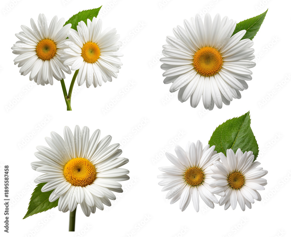 Fototapeta premium Beautiful chamomile flower isolated on transparent background