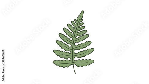 A detailed illustration of a green fern leaf, showcasing its delicate structure and serrated edges on a white background