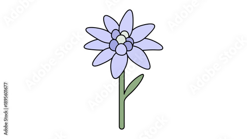 Edelweiss Flower Illustration