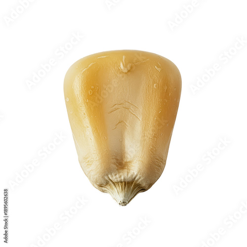 Single Macro Corn Seed Isol...