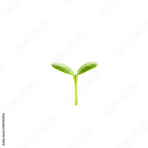 Small Green Sprout Growing ...
