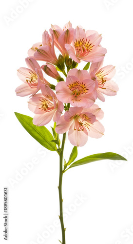 Soft Pink Alstroemeria Flow...
