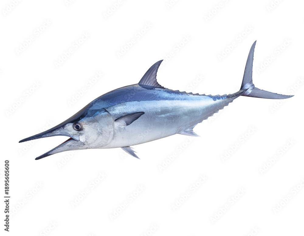 Obraz premium shark isolated on white