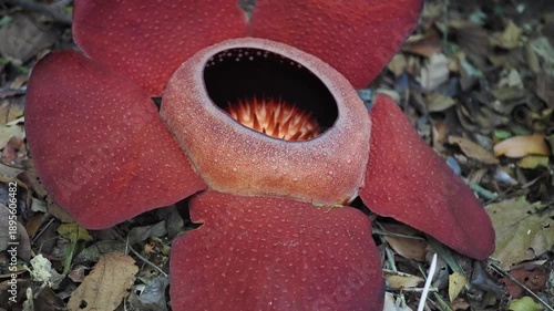 Rafflesia kerrii this flowering plant has the largest flowers in the world and is found in Khao Sok, Surat Thani Province.	