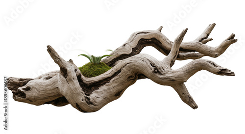 Textured Driftwood With Gre...