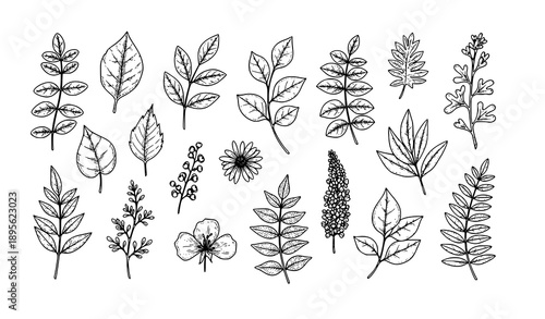 Vintage Hand Drawn Botanical Plant Set Elegant Nature Vector Illustration