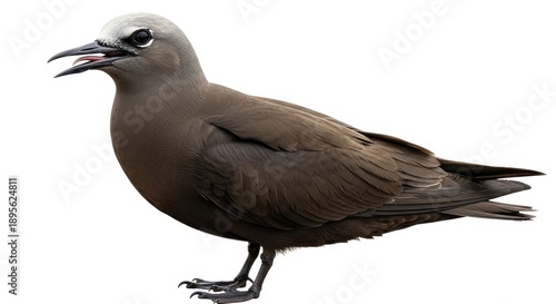 Elegant Brown Noddy Bird Standing Tall on a White Background.