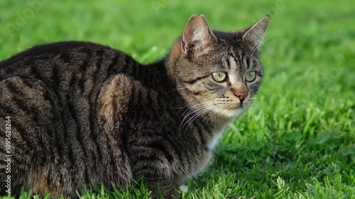 Wallpaper Mural A tabby kitten sitting in the grass looks around curiously, turning its head to observe its surroundings in beautiful slow motion.

 Torontodigital.ca