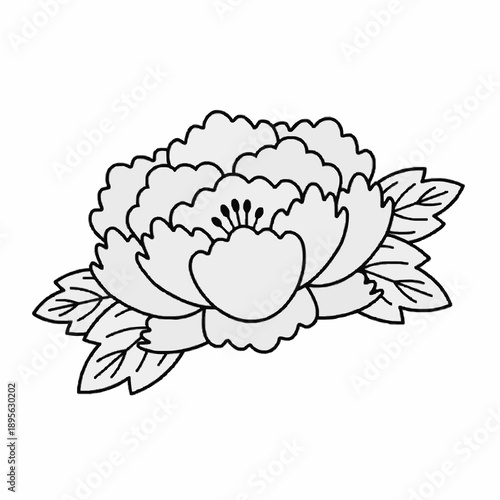 vector drawing of a cabbage