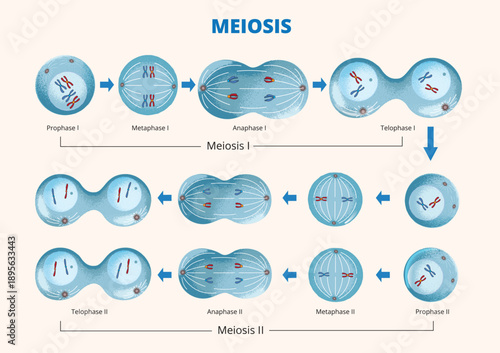 Diagram of Meiosis Phases Cell Division illustration